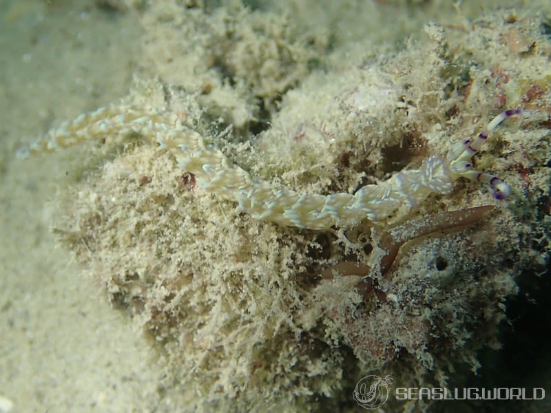 ムカデミノウミウシ Pteraeolidia semperi