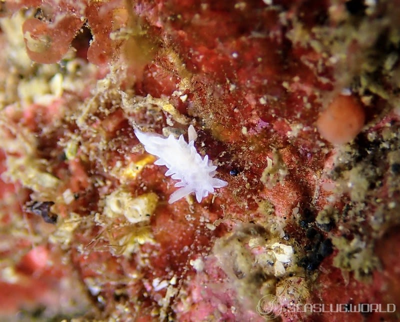 シロイバラウミウシ Bermudella japonica