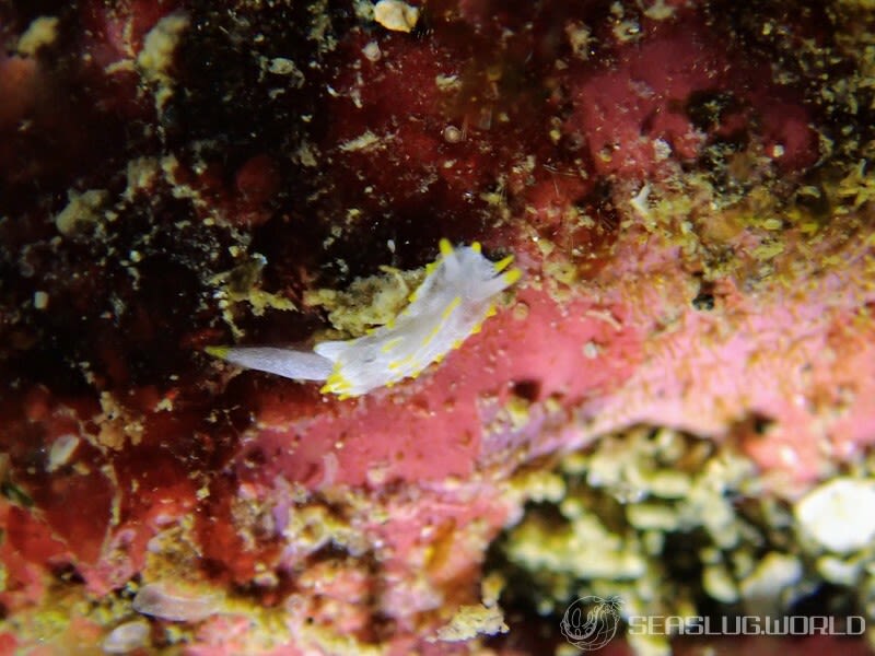 コトヒメウミウシ Goniodoridella borealis