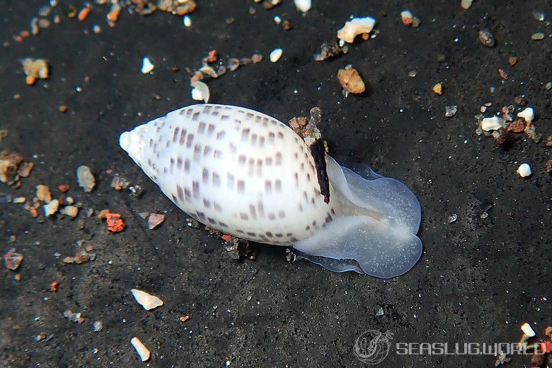 コシイノミガイ Pupa strigosa