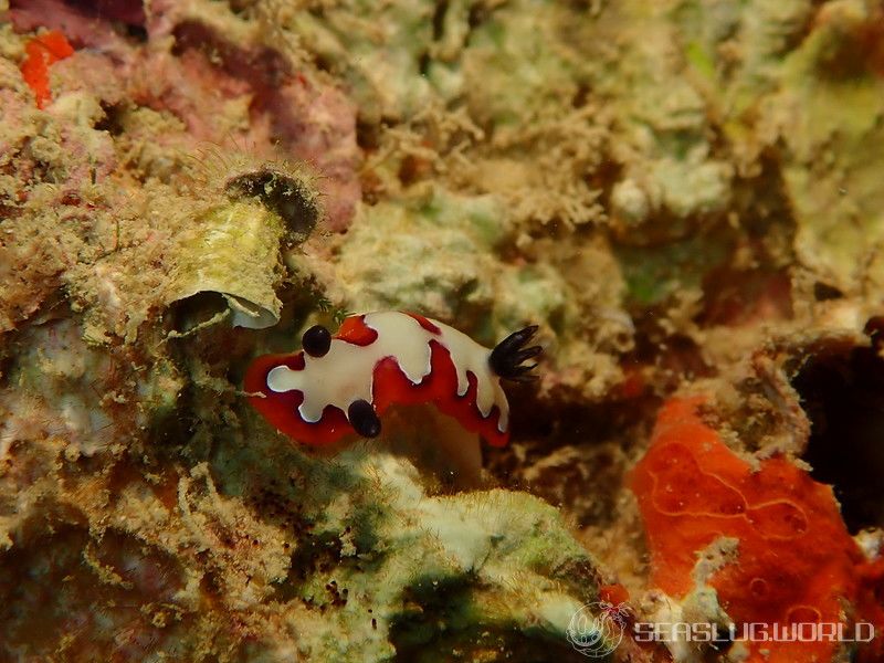 フジナミウミウシ Goniobranchus fidelis