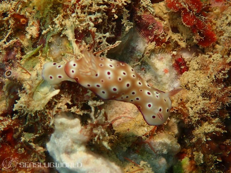 マダライロウミウシ Hypselodoris tryoni