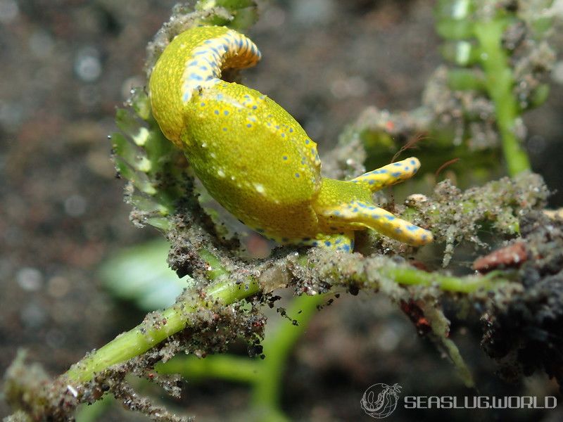 ナギサノツユ Oxynoe viridis