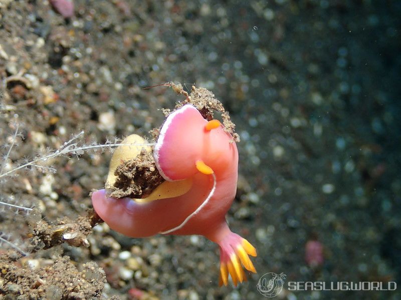 ヒュプセロドーリス・イバ Hypselodoris iba