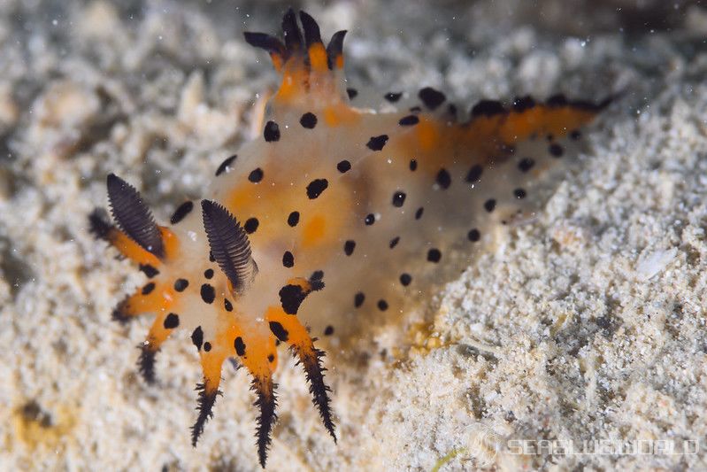 フジタウミウシ属の一種 3 Polycera sp. 3