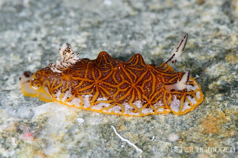 モザイクウミウシ Halgerda tessellata