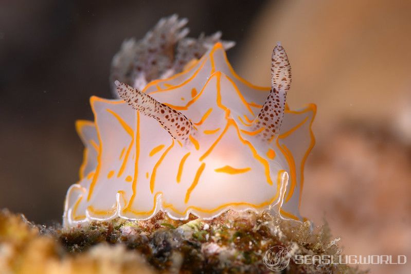 キスジカンテンウミウシ Halgerda diaphana