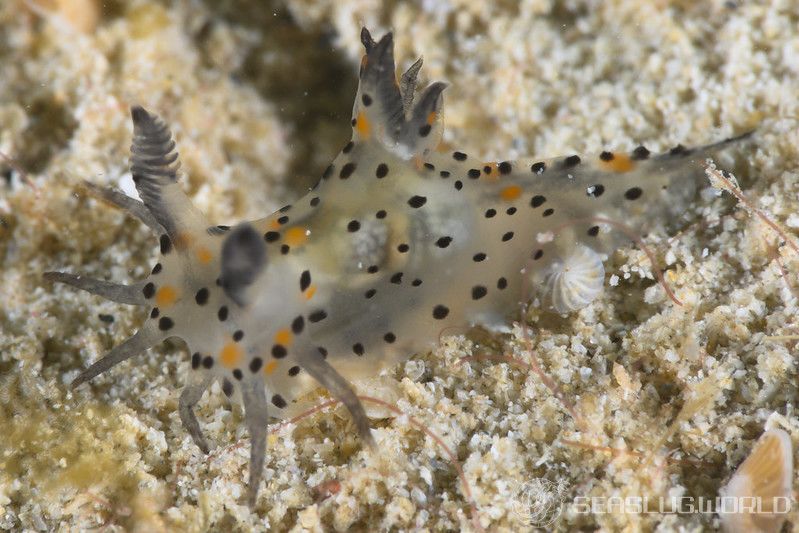 フジタウミウシ属の一種 3 Polycera sp. 3