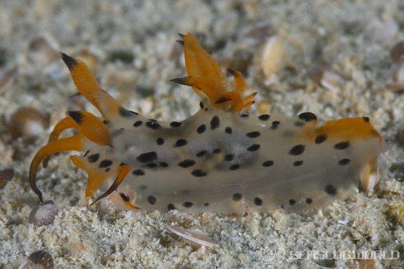 フジタウミウシ属の一種 2 Polycera sp. 2