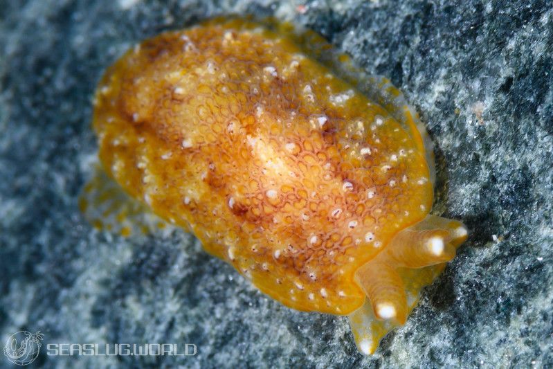 ナイワンフシエラガイ Pleurobranchus albiguttatus