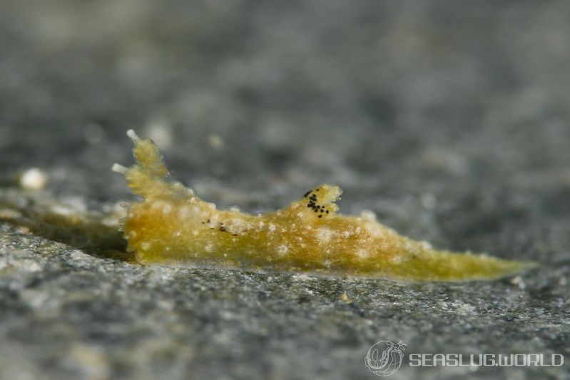 オウカンウミウシ Polycera japonica