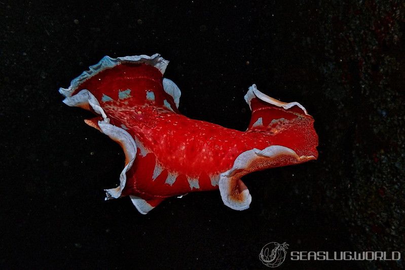 ミカドウミウシ Hexabranchus lacer