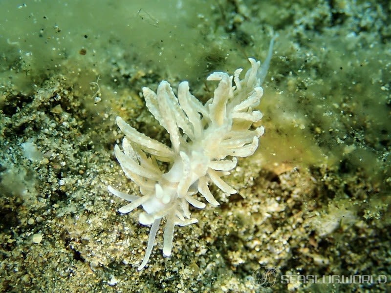 フィロデスミウム・クリプティクム Phyllodesmium crypticum