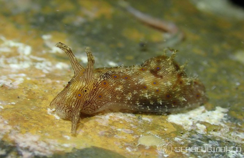 クロスジアメフラシ Stylocheilus striatus