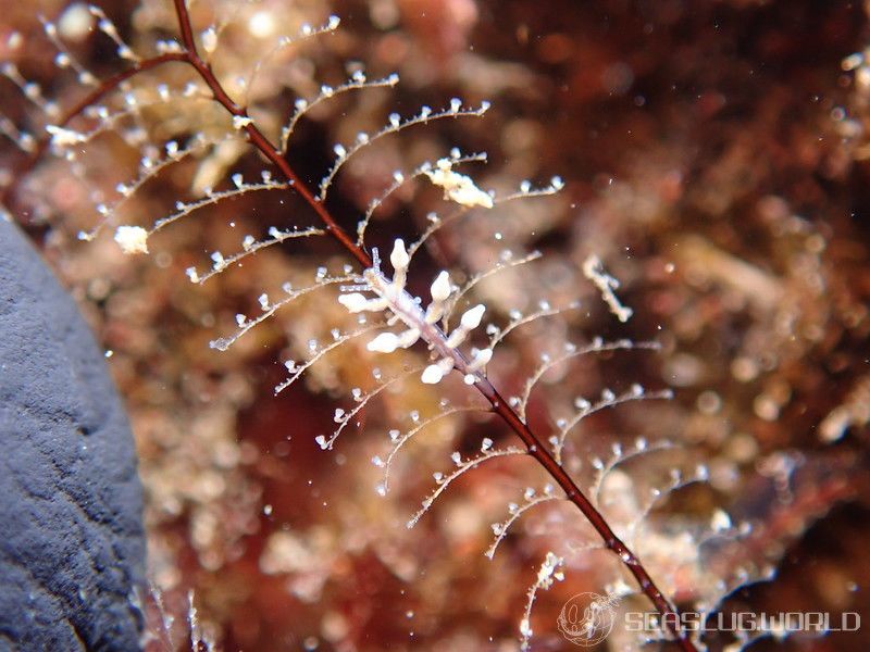 ヤマンバミノウミウシ Eubranchus putnami