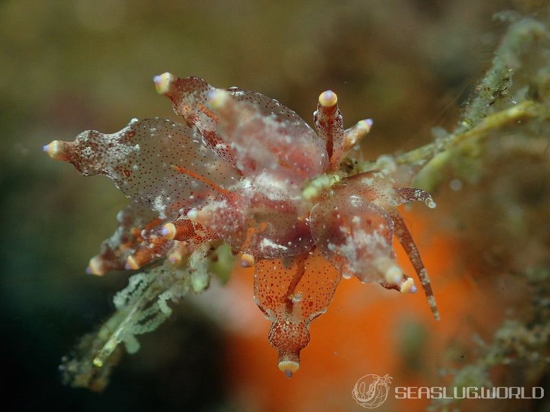 ホリミノウミウシ属の一種 2 Eubranchus sp. 2