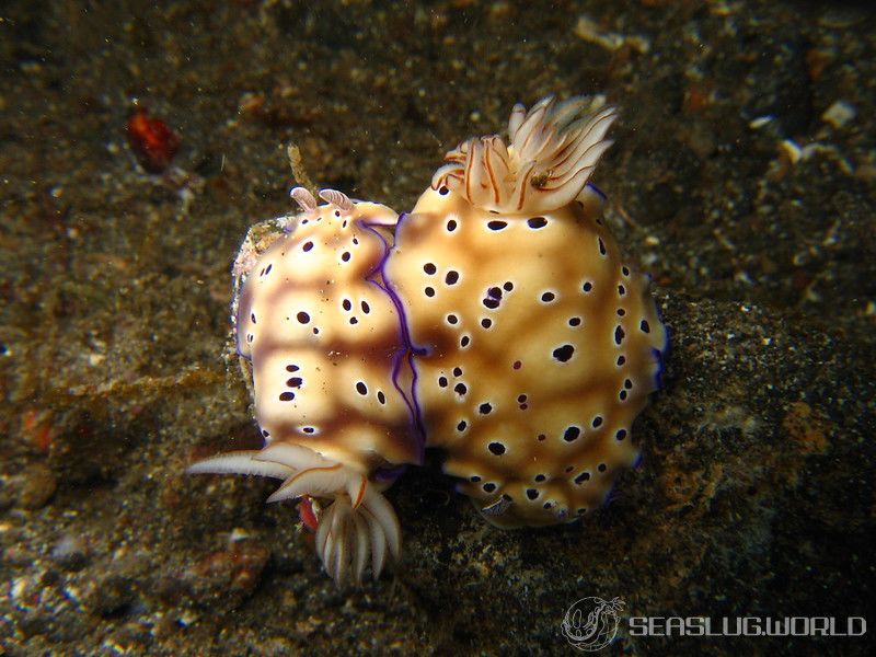 マダライロウミウシ Hypselodoris tryoni