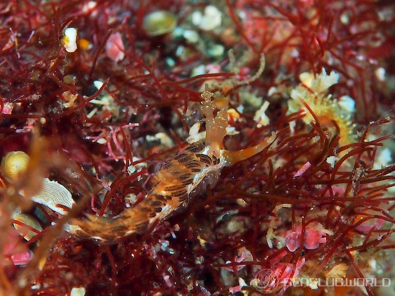 シャクジョウミノウミウシ Phidiana anulifera