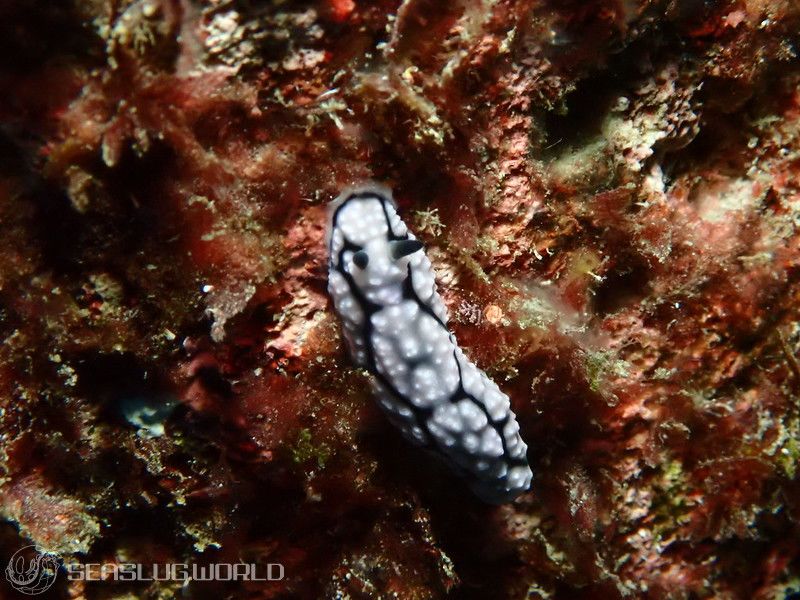 ワモンイボウミウシ Phyllidiella annulata