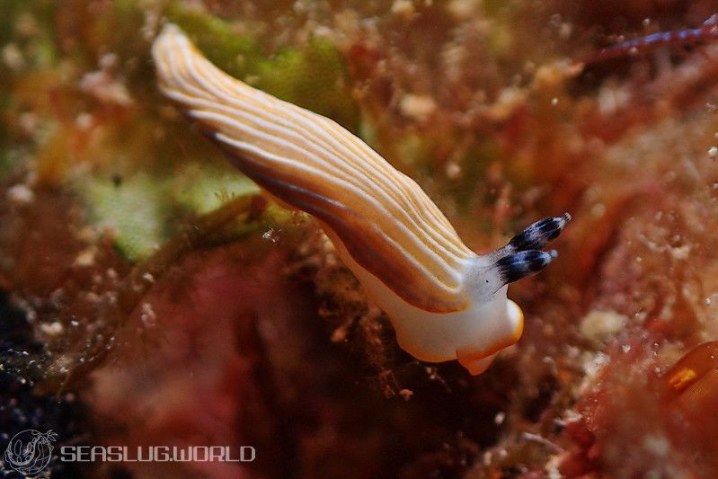 キシマオトメウミウシ Dermatobranchus albus