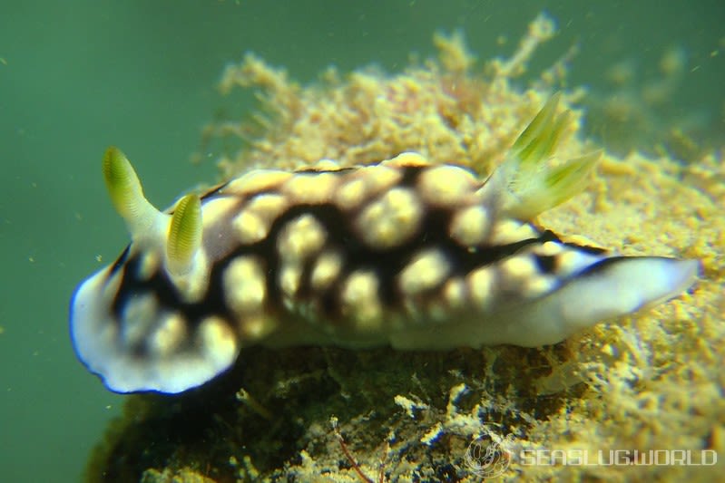 キカモヨウウミウシ Goniobranchus geometricus