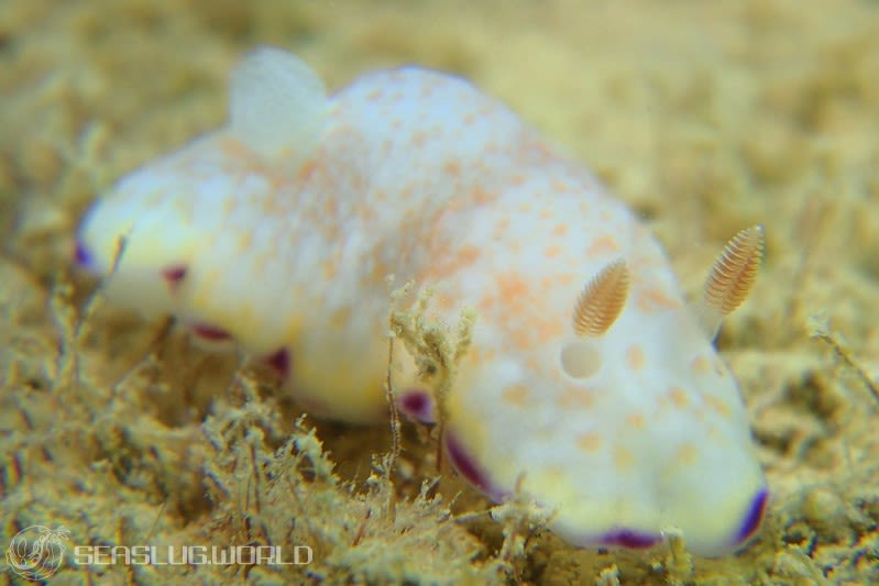 ヒメコモンウミウシ Goniobranchus rufomaculatus