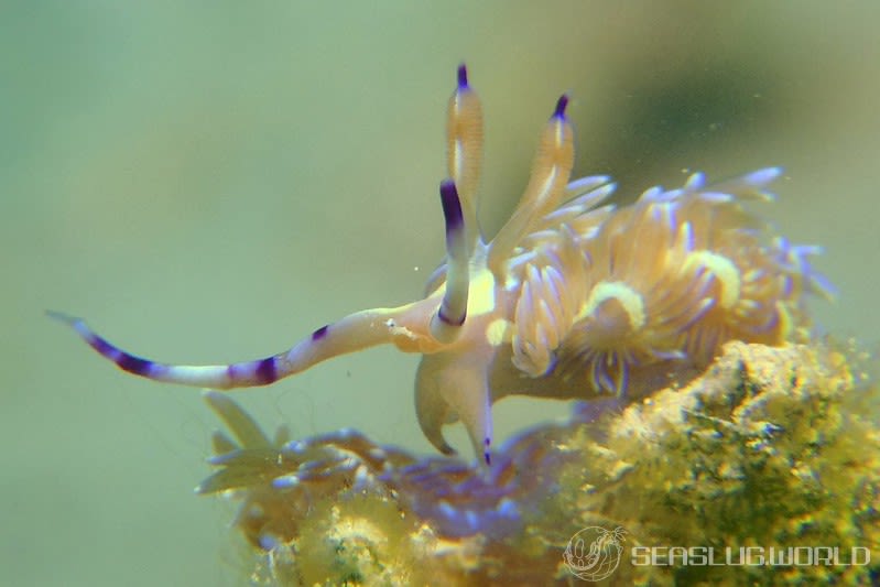 ムカデミノウミウシ Pteraeolidia semperi