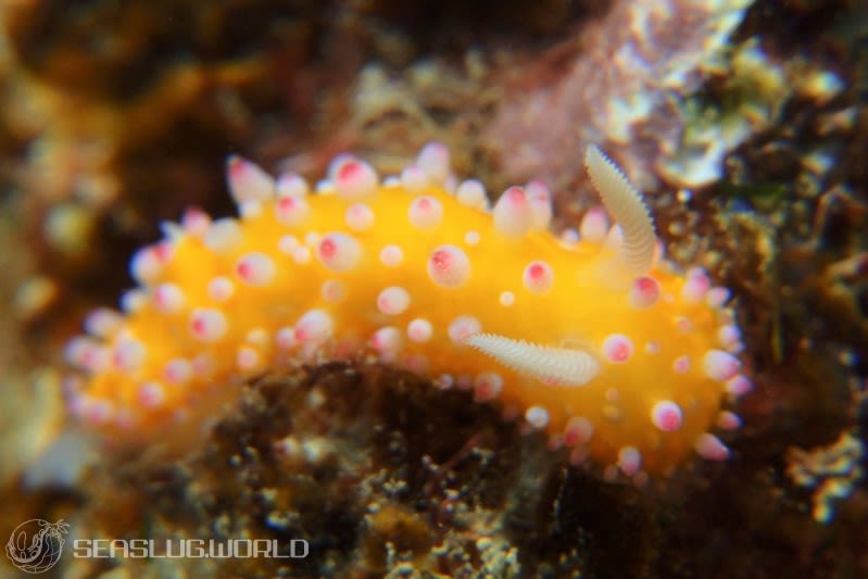 イガグリウミウシ Cadlinella ornatissima