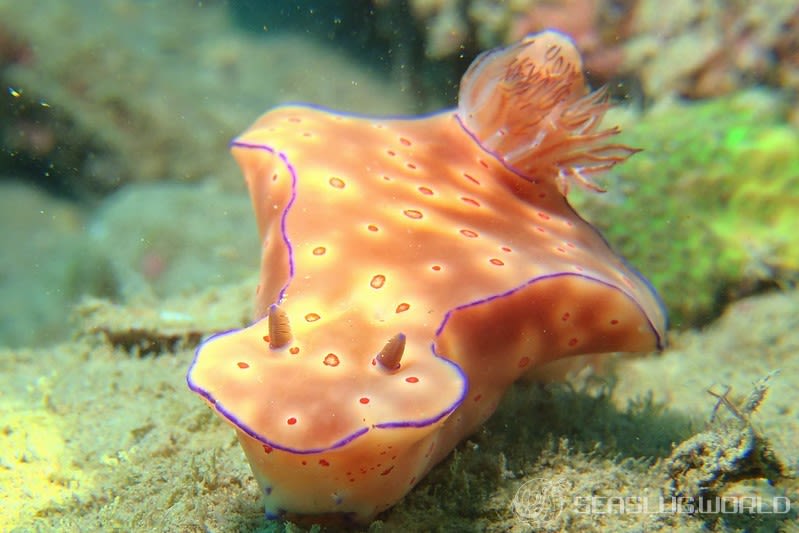 ニシキウミウシ Ceratosoma trilobatum