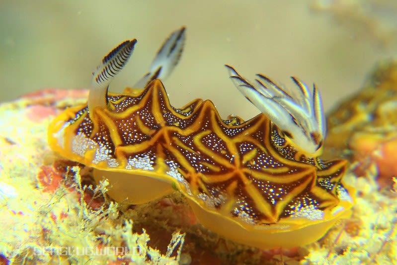 モザイクウミウシ Halgerda tessellata