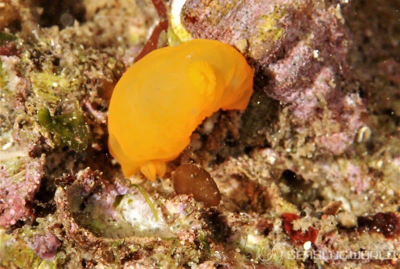 キヌハダウミウシ Gymnodoris inornata