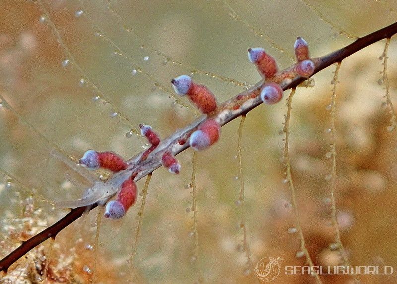 ホリミノウミウシ属の一種 27 Eubranchus sp.27