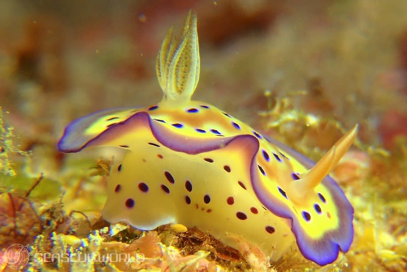 オトヒメウミウシ Goniobranchus kuniei