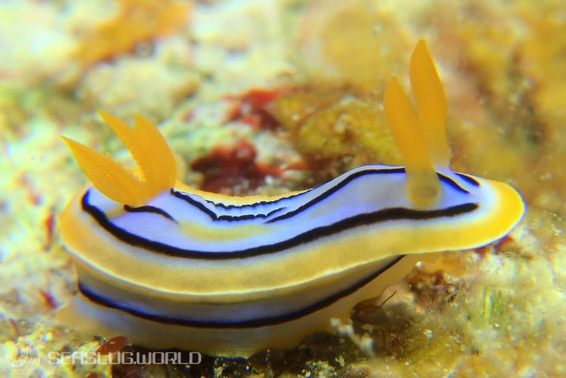 コールマンウミウシ Chromodoris colemani