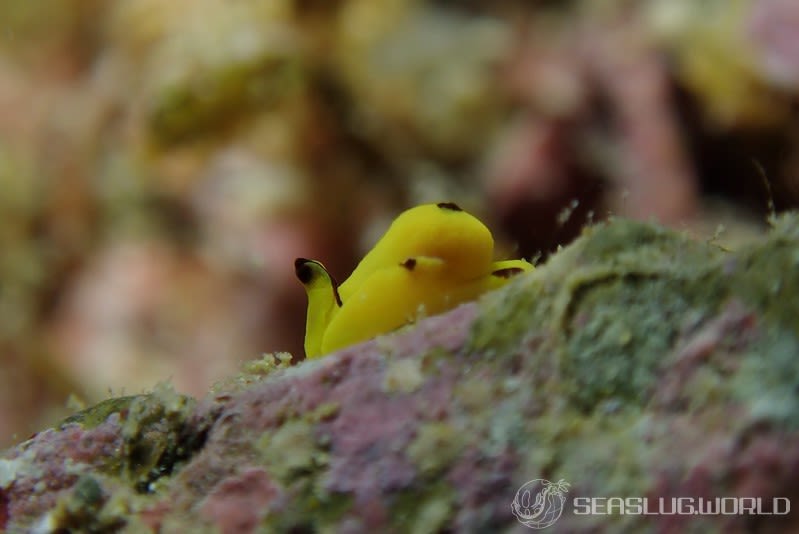 キイロウミコチョウ Siphopteron flavum