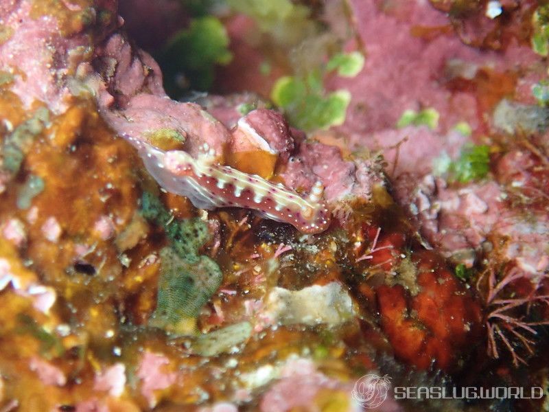 センテンイロウミウシ Hypselodoris decorata