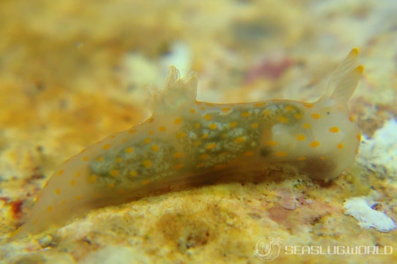 スカシキヌハダウミウシ Gymnodoris sp. 4