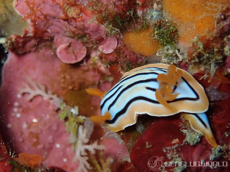 コールマンウミウシ Chromodoris colemani