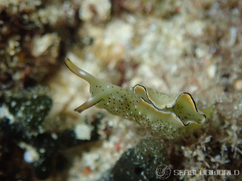 コノハミドリガイ Elysia marginata