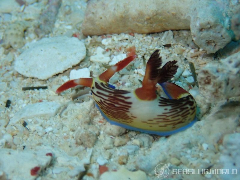 セグロリュウグウウミウシ Nembrotha chamberlaini