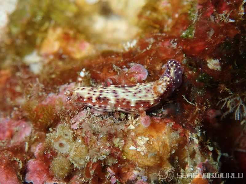 センテンイロウミウシ Hypselodoris decorata