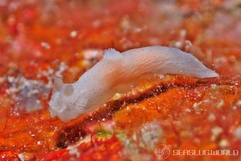 モミアゲキヌハダウミウシ Gymnodoris sp. 3