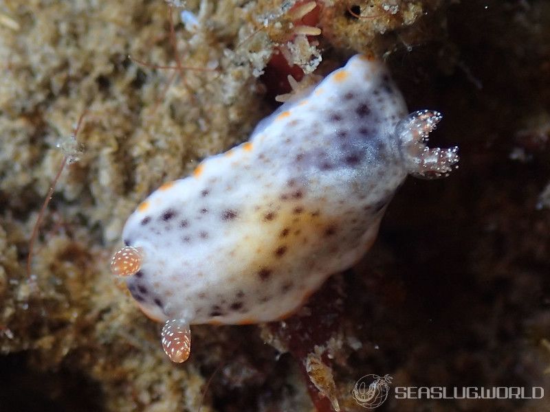 ミダレスジイロウミウシ Chromodoris sp. 8