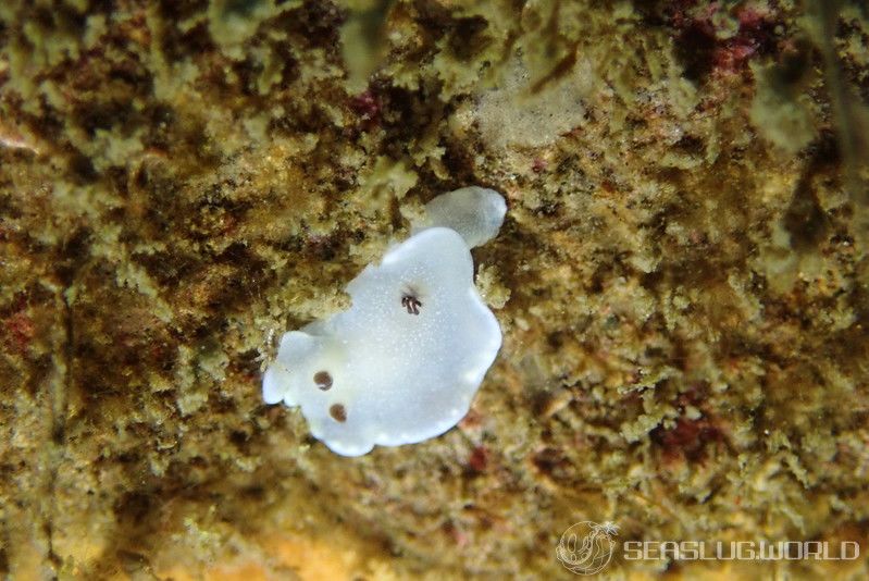 ジボガウミウシ Glossodoris misakinosibogae