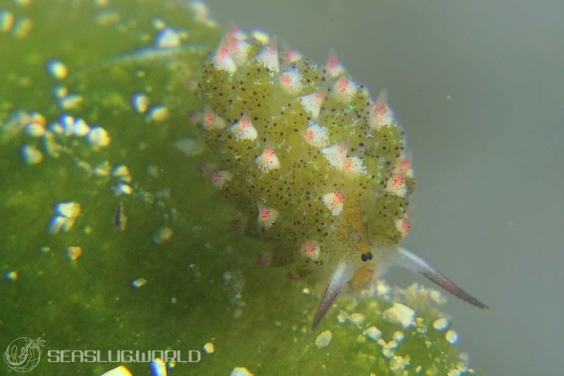 クサイロモウミウシ Costasiella paweli