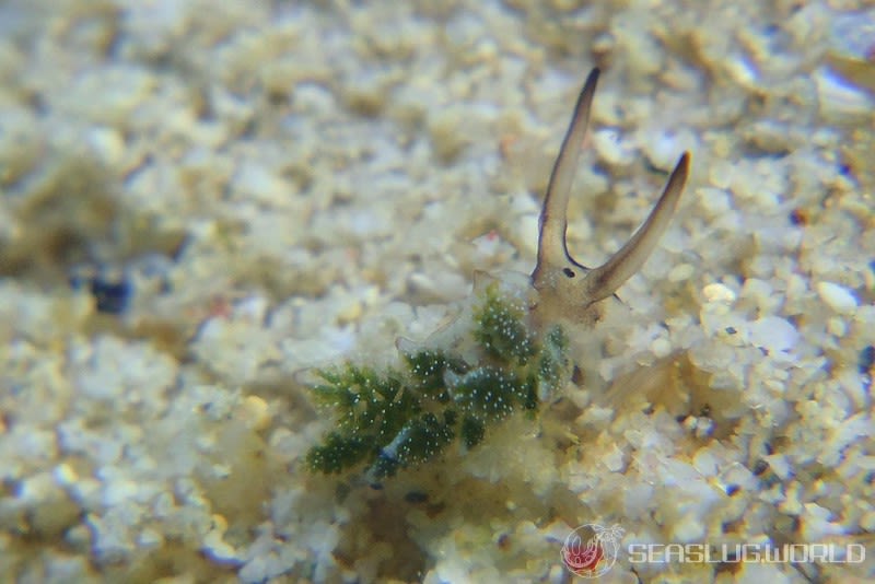 オオアリモウミウシ Costasiella formicaria