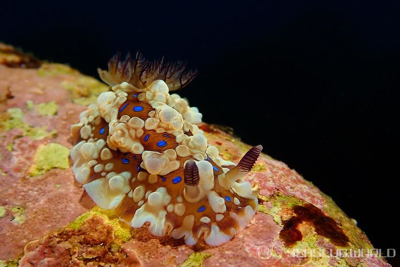 ミヤコウミウシ Dendrodoris krusensternii