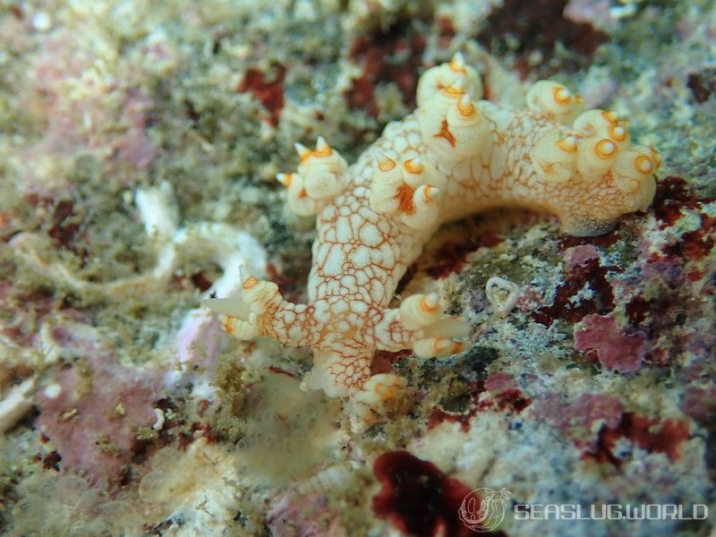 ユビウミウシ Bornella stellifer