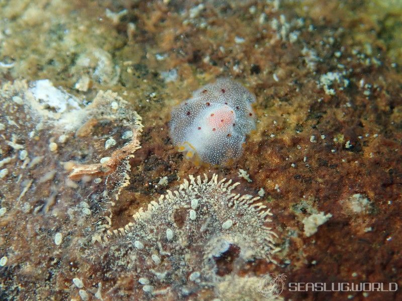 カメノコフシエラガイ Pleurobranchus peronii