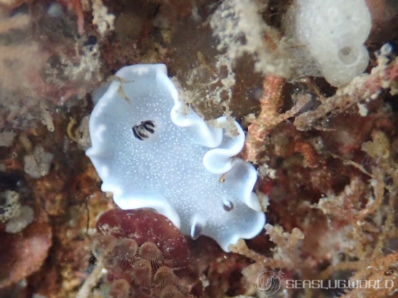 ジボガウミウシ Glossodoris misakinosibogae